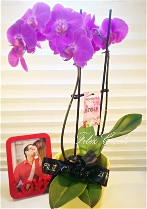 Lila Orkide ve Love Çerçeve