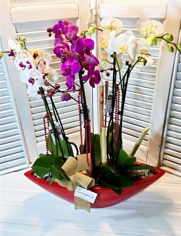 Premium Orkide