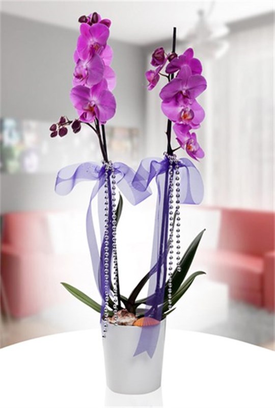 Lila Orkide