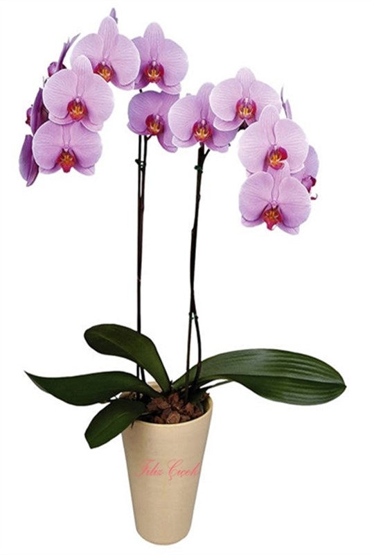 Açık Pembe Orkide