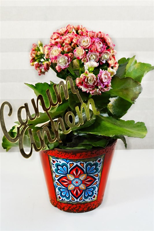 Retro Seramik Saksılı Galanço Çiçeği