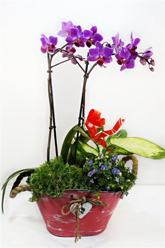 Orkide Arajmani ve Potbori Çiçekler