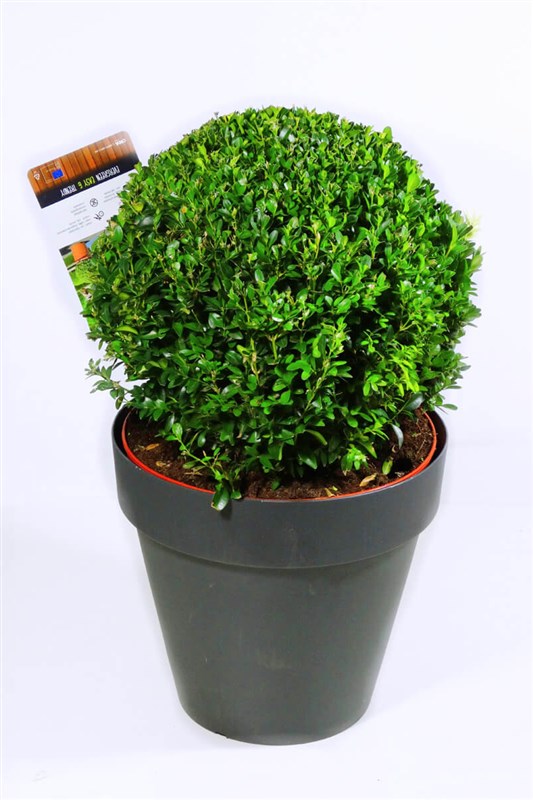 Buxus Bonsai - Şimşir  (U:70cm x Çap:35cm)