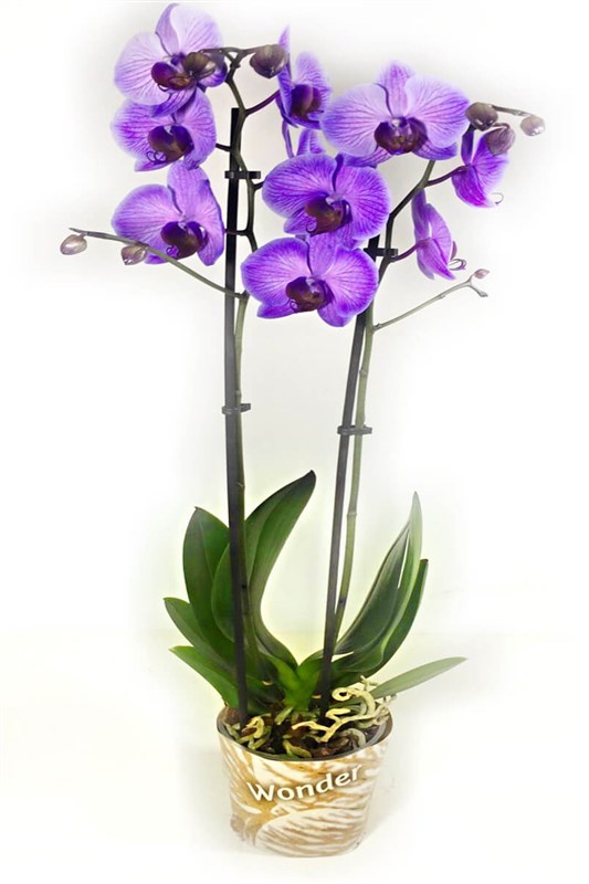Leylak Renkli Orkide (Özel sürüm - sınırlı sayıda)