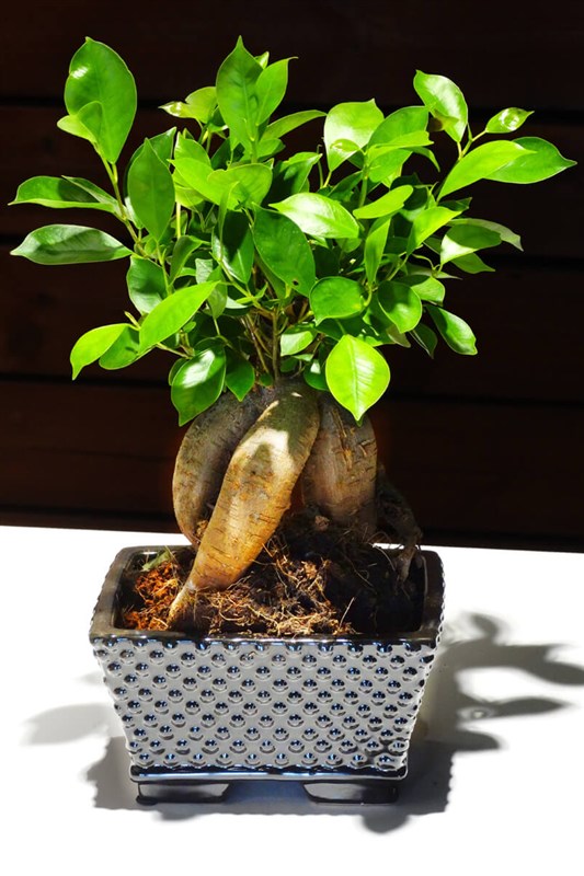 Bonsai Ficus April 2021 (seramik saksılı)