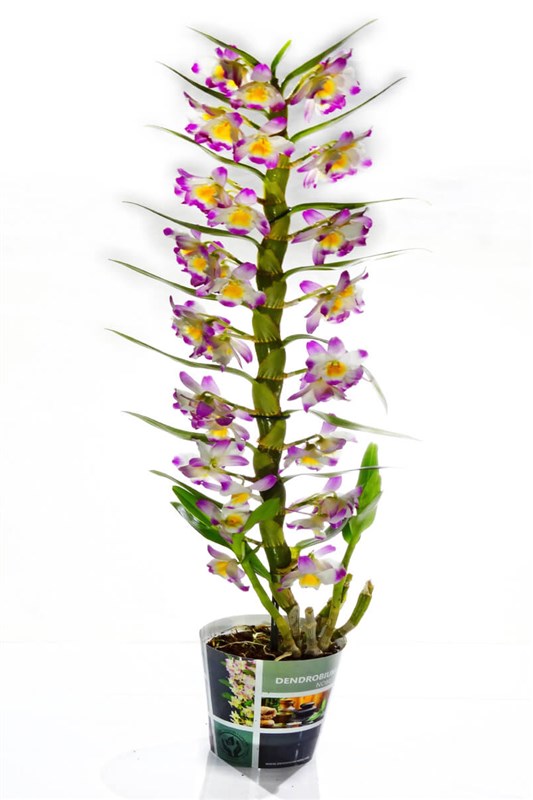 Dendrobium Orkide (65 cm)