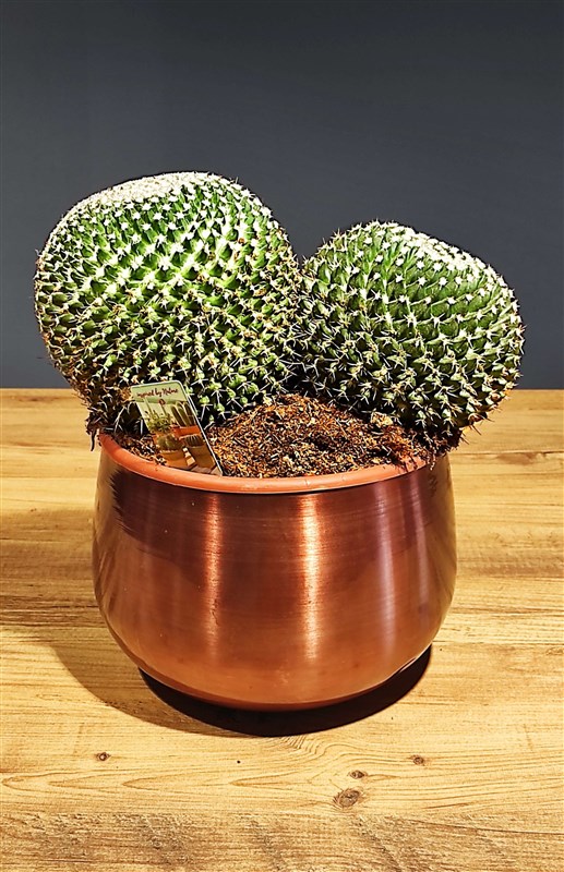 Notocactus (Altın Top Kaktüs) Büyük Boy - Bakır Vazolu  Y:35 cm Ç:30 cm