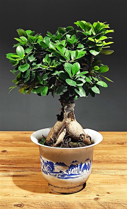 Bonsai Ficus 1932 (60cm)
