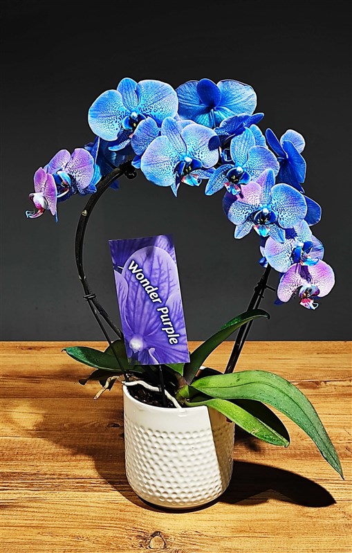 Orkide (wonder purple) Özel Üretim