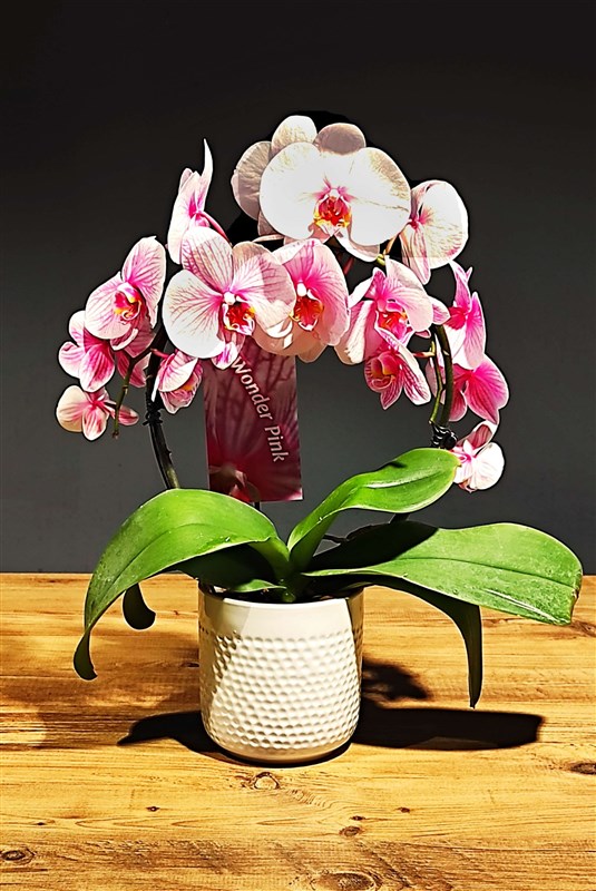 Orkide (wonder pink) Özel Üretim