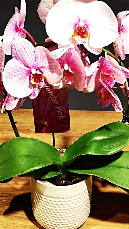 Orkide (wonder pink) Özel Üretim