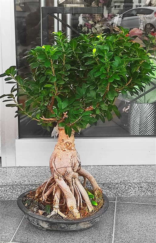 Bonsai Ficus Retusa (80 cm)