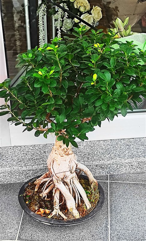 Bonsai Ficus Retusa (80 cm)
