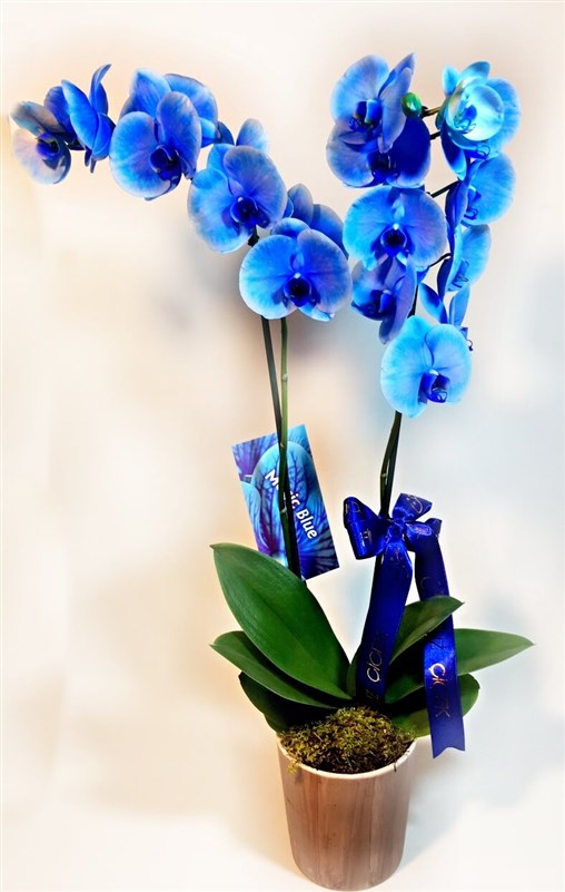 Gece Mavisi Orkide