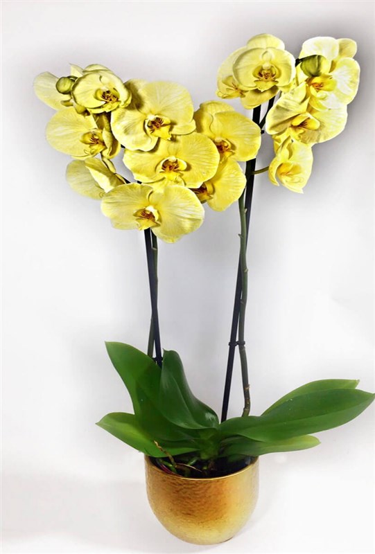 Sarı Orkide - Seramik saksılı