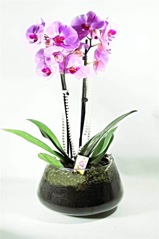 Cam saksılı Orkide