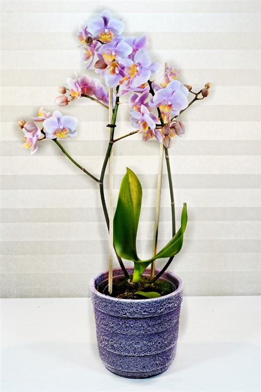 Mini Orkide (saksı hariç)