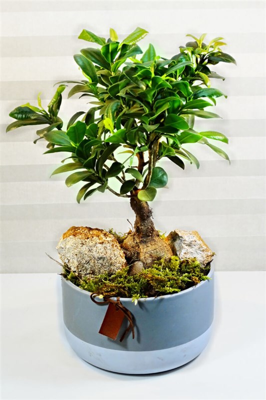 April Bonsai Ağacı (canlı)